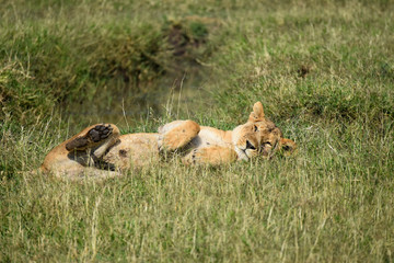 Wild lioness, rolling around on her back with tummy bared, on grass in the Masai Mara National Game park, Kenya, Africa