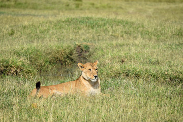 Wild female Lioness laying in grass in the Masai Mara National Game Park, Kenya, Africa