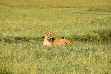 Wild female Lioness laying in grass in the Masai Mara National Game Park, Kenya, Africa