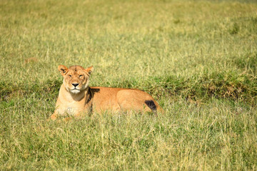 Wild female Lioness laying in grass in the Masai Mara National Game Park, Kenya, Africa