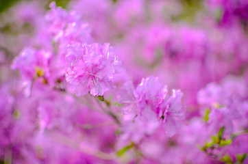 Beautiful pink or violet Rhododendron with blured background