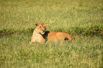 Fototapeta na wymiar Wild female Lioness laying in grass in the Masai Mara National Game Park, Kenya, Africa