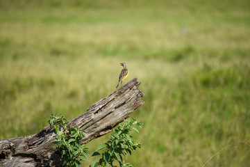 Yellow throated longclaw bird, perched on a dead log, hunting flies that circle it, in the Masai Mara National Game Reserve, Kenya, Africa