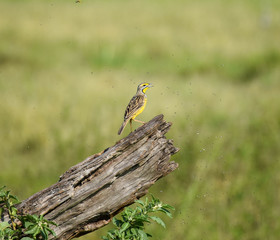 Yellow throated longclaw bird, perched on a dead log, hunting flies that circle it, in the Masai Mara National Game Reserve, Kenya, Africa