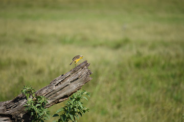 Yellow throated longclaw bird, perched on a dead log, hunting flies that circle it, in the Masai Mara National Game Reserve, Kenya, Africa