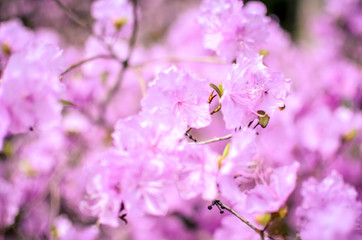 Fototapeta premium Beautiful pink or violet Rhododendron with blured background