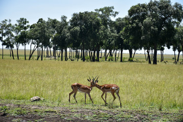Naklejka na ściany i meble A pair of male impala walking near a treeline in the Masai Mara, Kenya, Africa