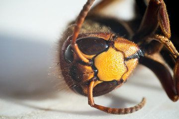 Macro on a wasp head