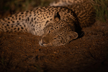 Fototapeta na wymiar Young female leopard at night with a spotlight in the bush