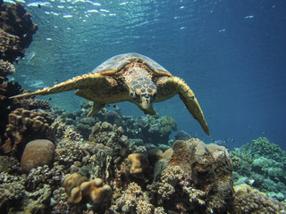 Sea turtle Bissa (Eretmochelys imbricata) swims on a coral reef.
