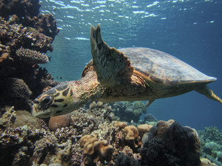 Fototapeta na wymiar Sea turtle Bissa (Eretmochelys imbricata) swims on a coral reef.