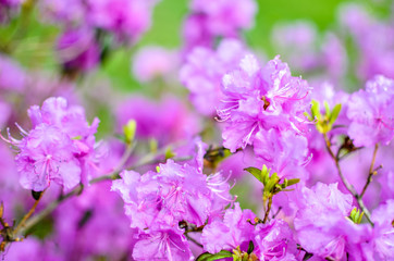 Beautiful pink or violet Rhododendron with blured background