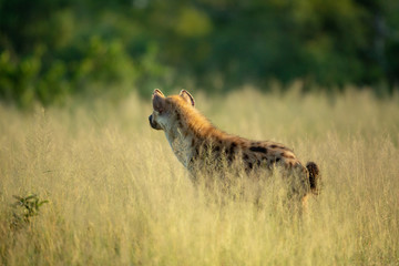 A nervous young hyaena that can no doubt smell the presence of a larger predator