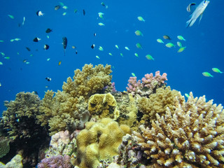 Naklejka na ściany i meble Nephtheidae Soft coral (Litophyton arboreum) and beautiful coral reef.