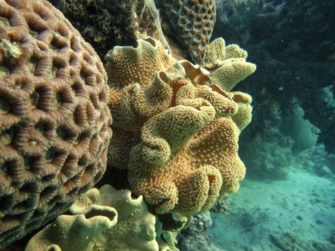 Rough leather coral, Sarcophyton Glaucum.