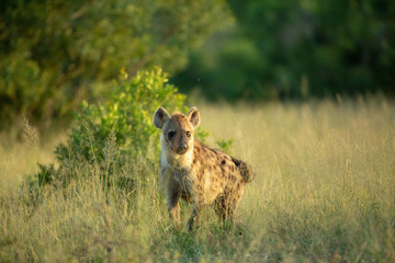 A nervous young hyaena that can no doubt smell the presence of a larger predator