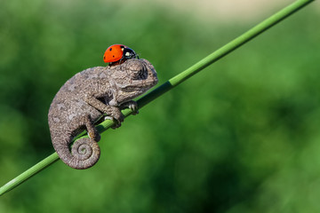 Sleeping Chameleon .. © mehmetkrc