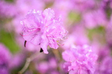 Beautiful pink or violet Rhododendron with blured background