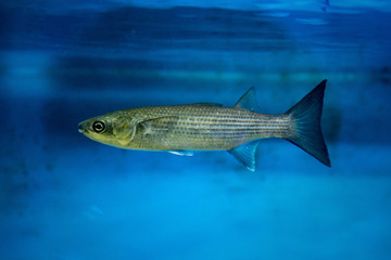 The flathead grey mullet