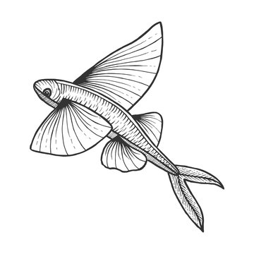 recommend clip art: Flying fish animal sketch engraving vector illustration. Scratch board style imitation. Black and white hand drawn image.