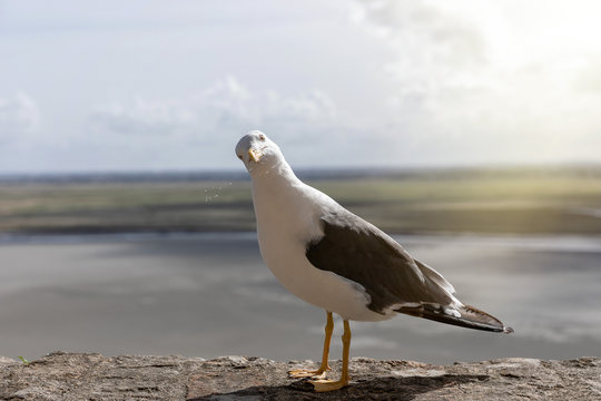 neugierige M&ouml;we