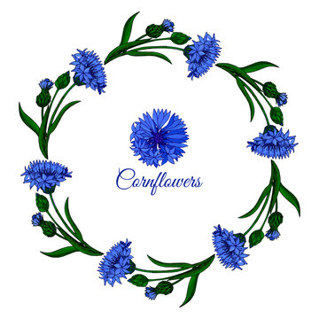 Floral frame with cornflower, buds and leaves on white background
