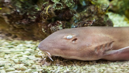 Fototapeta premium requiem shark in the zoo aquarium