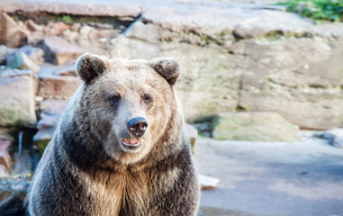 big brown bear in a city zoo
