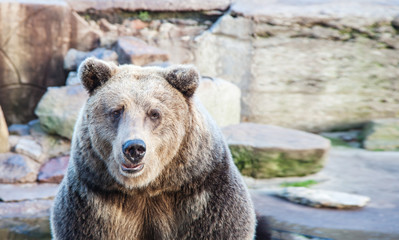 Fototapeta premium big brown bear in a city zoo