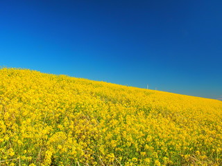 土手の枯れ草と菜の花と青空