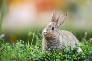 Fototapeta na wymiar Cute rabbit sitting on green field spring meadow / Easter bunny hunt for festival on grass