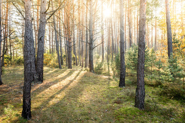 Fototapeta premium Forest landscape in Belarus