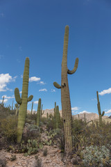 Cactus field in Arizona