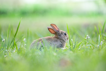 Cute rabbit sitting on green field spring meadow / Easter bunny hunt for festival on grass