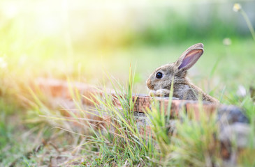 Naklejka na ściany i meble Cute rabbit sitting on brick wall and green field spring meadow / Easter bunny