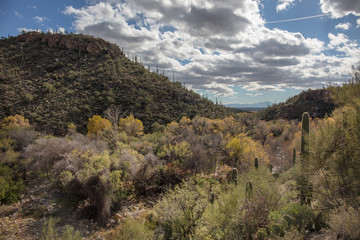 Cactus field in Arizona