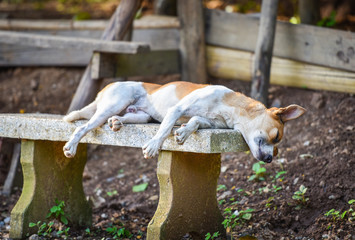 funny dog sleeping on the cement bench in the park