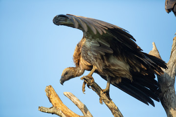 White backed vultures in the early morning glow of sunrise in the trees around a kill