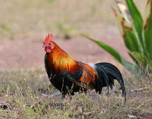 Rooster bantam crows chicken colorful red on field natural background / Bantam cock asia