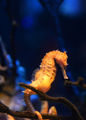 Thorny Seahorse cute sea animal / beautiful yellow sea horse swimming underwater ocean
