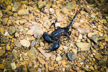 The black Emperor Scorpion dead on the rock ground / Pandinus imperator