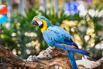 Macaw bird parrot on branch tree on nature green background / yellow and blue wing macaw ara ararauna