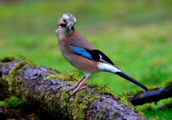 Jay