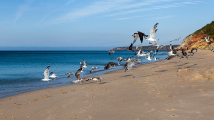 Grupo de gaviotas alzando el vuelo en una playa