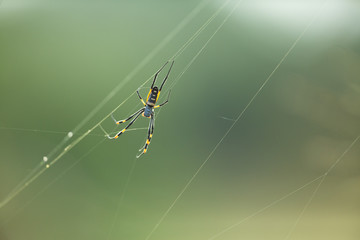 Golden Orb web spinning spider