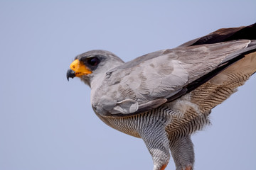 Bird in African