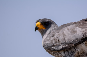 Bird in African