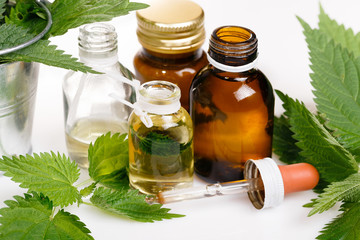 Common or Stinging Nettle, Urtica dioica, small plant macro, selective focus, shallow DOF.