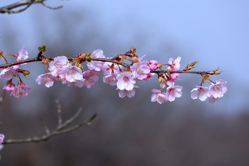 桜