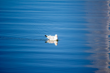 Fototapeta na wymiar The bird swims in the lake on a summer day.